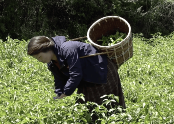 Some farmers in Haa turn to chilli farming for income